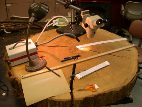 Bur_oak,section,bluegrasskentucky