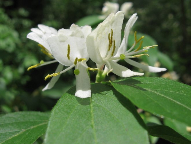 lonicera-2